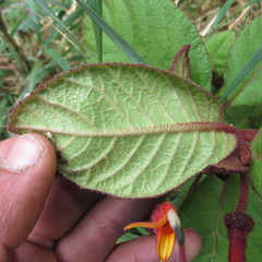 Centropogon asclepiadeus