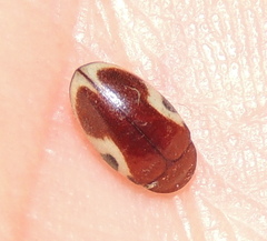 Chelonarium ornatum