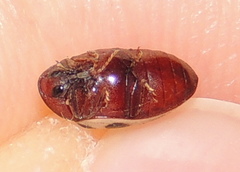 Chelonarium ornatum