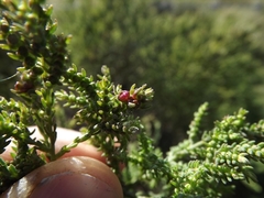 Maireana microphylla