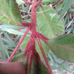Centropogon asclepiadeus