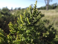 Maireana microphylla