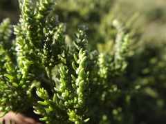Maireana microphylla