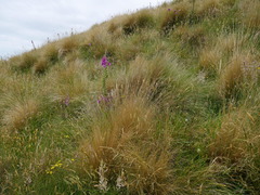 Festuca novae-zelandiae