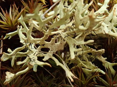 Xanthoparmelia reptans