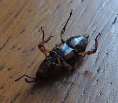 Metamasius hemipterus