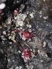 Drosera microscapa