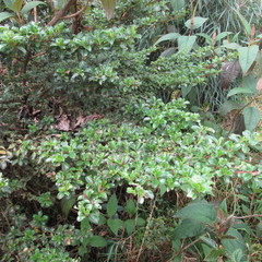 Escallonia myrtilloides