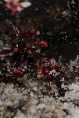 Drosera microscapa