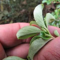 Escallonia myrtilloides