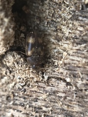 Litargus balteatus
