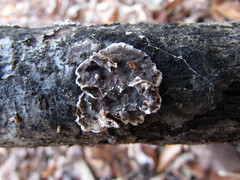 Dendrophora