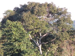 Hymenaea