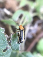 Cyclotrypema furcata