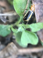 Cyclotrypema furcata