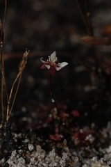 Drosera microscapa