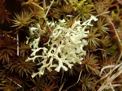 Xanthoparmelia reptans