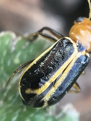 Cyclotrypema furcata