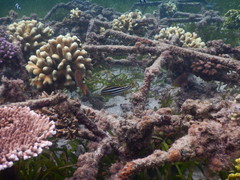 Plectorhinchus polytaenia