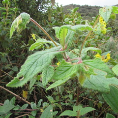 Calceolaria perfoliata