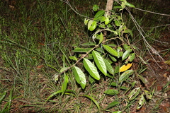 Glochidion sumatranum