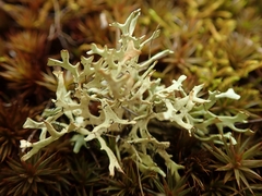 Xanthoparmelia reptans