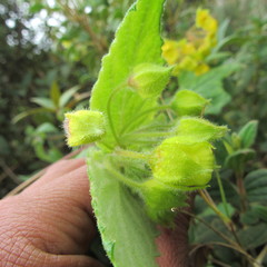 Calceolaria perfoliata