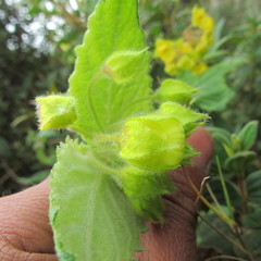 Calceolaria perfoliata