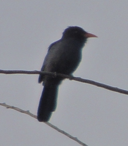 Black-fronted Nunbird