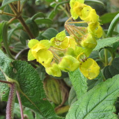 Calceolaria perfoliata