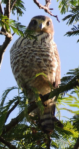 Roadside Hawk