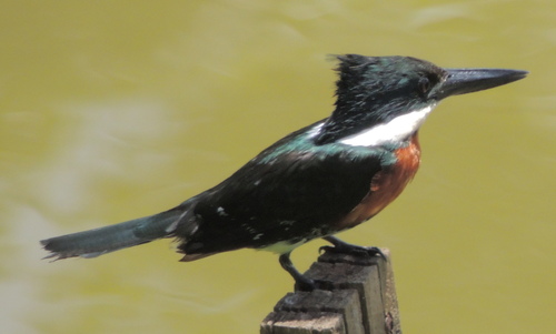 Green Kingfisher
