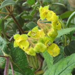 Calceolaria perfoliata
