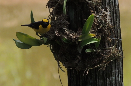 Purple-throated Euphonia