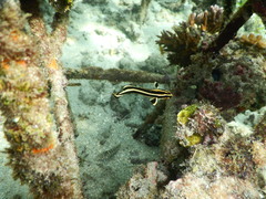 Plectorhinchus polytaenia