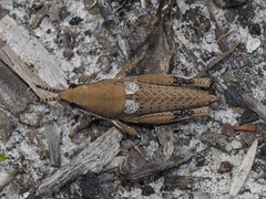 Monistria maculicornis