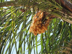 Syagrus oleracea