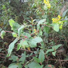 Calceolaria perfoliata