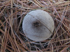 Lycoperdon molle