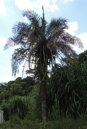 Acuri Palm