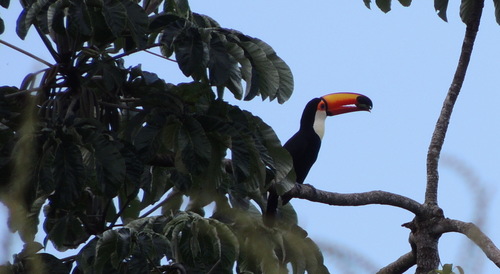 Toco Toucan