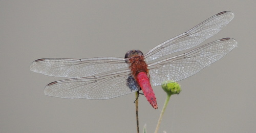 Red-tailed Pennant