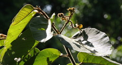 Apeiba tibourbou