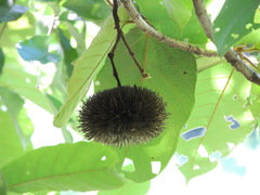 Apeiba tibourbou
