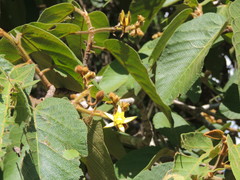 Apeiba tibourbou