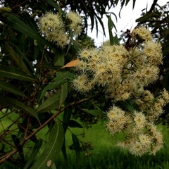 Angophora floribunda