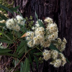 Angophora floribunda