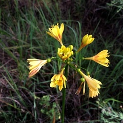 Calostemma luteum