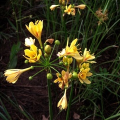 Calostemma luteum