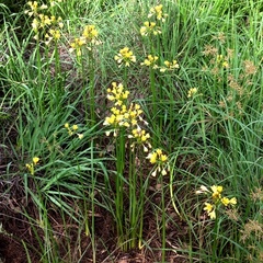 Calostemma luteum